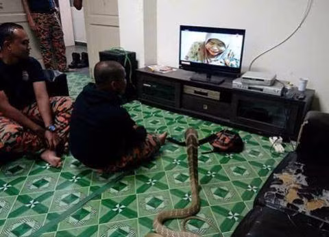 Warranan cho biết, nhiều người nói với anh rằng nếu cứ tiếp tục chung sống với con rắn hổ mang này, một ngày nào đó anh sẽ bị nó giết chết. Tuy vậy, Warranan khẳng định rằng mình sẽ không bao giờ bỏ rơi "người vợ rắn" kỳ lạ này. (Nguồn Sina)