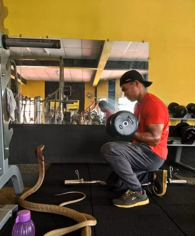 Theo thông tin đăng tải, sở dĩ Warranan có hành động như vậy bởi anh chàng tin rằng có luân hồi chuyển kiếp như trong đạo Phật truyền giảng. Và con rắn hổ mang này chính là đầu thai chuyển kiếp của người bạn gái xấu số đã qua đời cách đây 5 năm của Warranan. (Nguồn Sina)