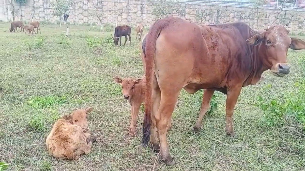 Trong đầu Pó nghĩ là Miều đi mua bò nên sẽ mang theo rất nhiều tiền, lúc này Pó đã nảy sinh ý định chặn đường giết chết Miều để cướp tiền. Khoảng 21 giờ cùng ngày, khi Sùng Mí Cho và Sùng Mí Sính đến nhà Pó chơi, Pó đã khởi xướng rồi cùng Cho và Sính chuẩn bị 1 con dao nhọn, 1 đoạn gậy gỗ làm hung khí. Cả ba đã đi ra chặn đường, ý định gặp Miều đi qua thì chặn đường giết chết để cướp tiền.