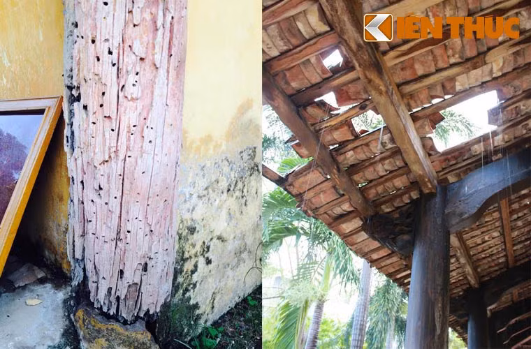 Ảnh hưởng ngày càng nặng hơn nhất là khi vào mùa mưa, nước dột nhiều chỗ cùng với hệ thống thoát nước kém khiến cột, kèo và các nội thất bằng gỗ khác bị ẩm mốc, mốt mọt, hư hại nghiêm trọng. 
