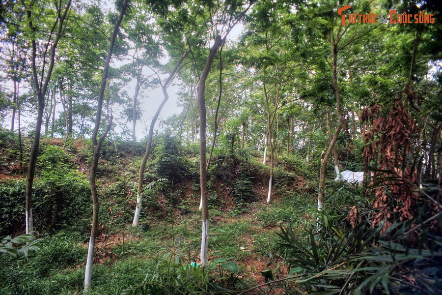 Khi xây thành, người Việt cổ đã tận dụng chiều cao của các đồi, gò, đắp thêm đất cho cao hơn để xây nên hai bức tường thành phía ngoài, vì thế hai bức tường thành này có đường nét uốn lượn theo địa hình chứ không băng theo đường thẳng như bức tường thành trung tâm.