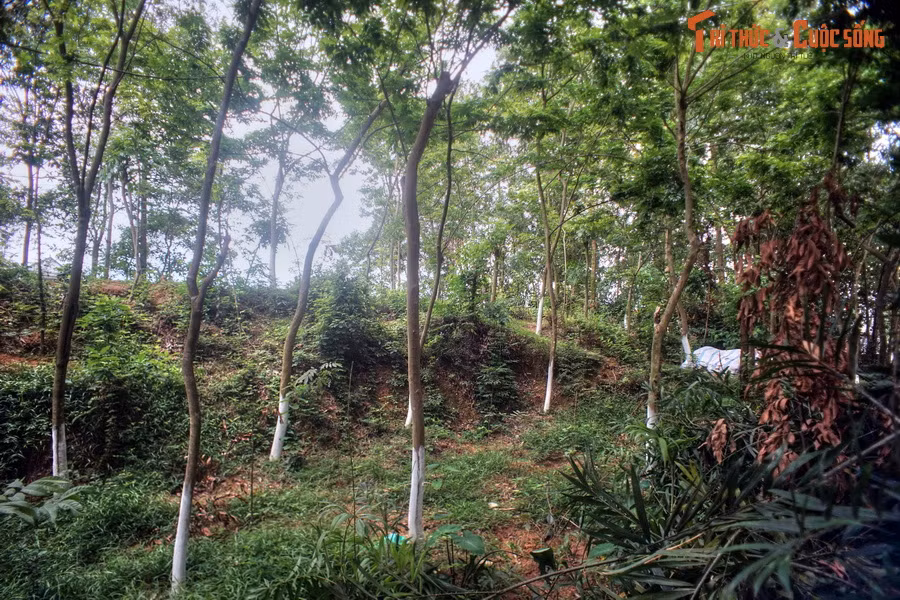 Khi xây thành, người Việt cổ đã tận dụng chiều cao của các đồi, gò, đắp thêm đất cho cao hơn để xây nên hai bức tường thành phía ngoài, vì thế hai bức tường thành này có đường nét uốn lượn theo địa hình chứ không băng theo đường thẳng như bức tường thành trung tâm.