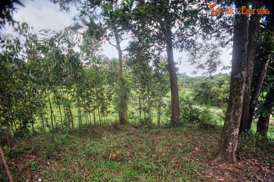 Các lũy này được dùng làm công sự, có nhiệm vụ của những pháo đài tiền vệ, phối hợp với thành, hào trong việc bảo vệ và chiến đấu. Đây cũng là một điểm đặc biệt của thành Cổ Loa.