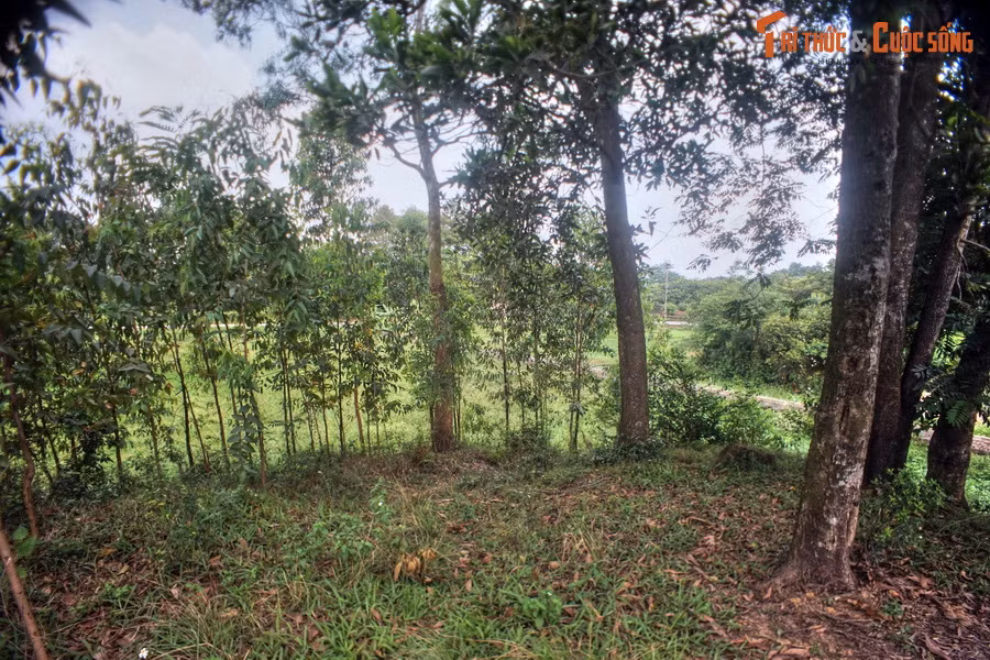 Các lũy này được dùng làm công sự, có nhiệm vụ của những pháo đài tiền vệ, phối hợp với thành, hào trong việc bảo vệ và chiến đấu. Đây cũng là một điểm đặc biệt của thành Cổ Loa.