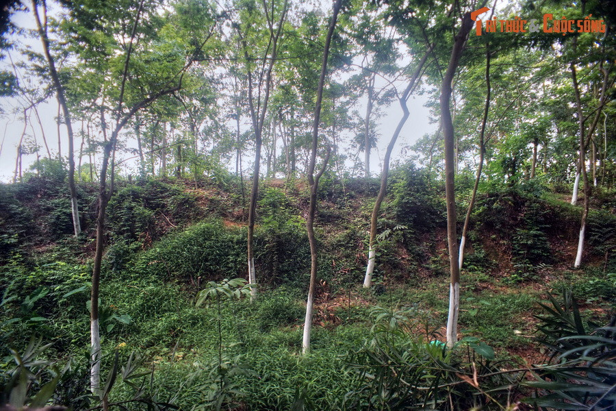 Chu vi vòng ngoài 8 km, vòng giữa 6,5 km, vòng trong 1,6 km, diện tích trung tâm lên tới 2 km². Thành được xây theo phương pháp đào đất đến đâu, khoét hào đến đó, thành đắp đến đâu, lũy xây đến đó.