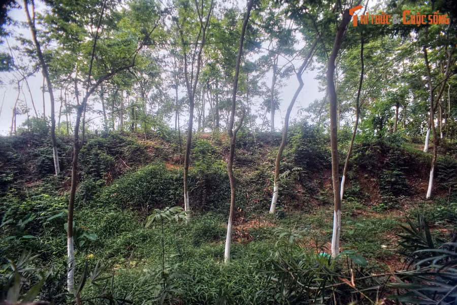 Chu vi vòng ngoài 8 km, vòng giữa 6,5 km, vòng trong 1,6 km, diện tích trung tâm lên tới 2 km². Thành được xây theo phương pháp đào đất đến đâu, khoét hào đến đó, thành đắp đến đâu, lũy xây đến đó.