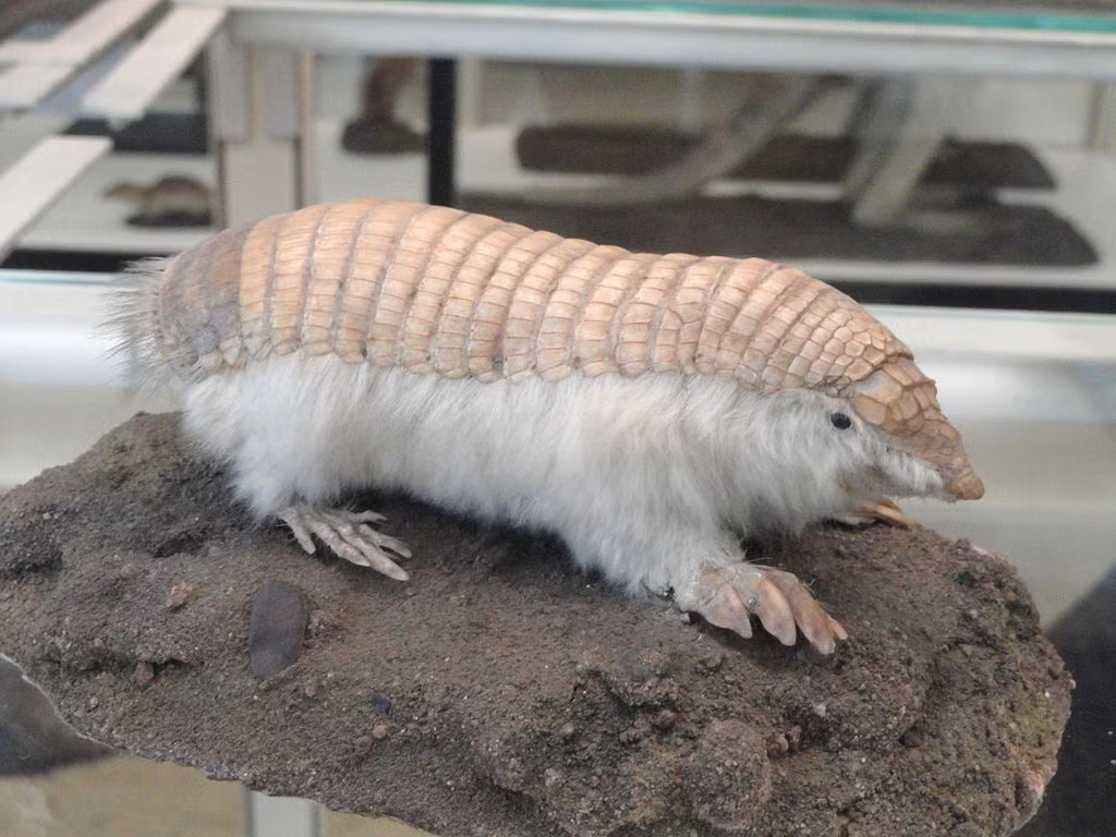 Cấu trúc của lớp biểu bì của tatu tiên armadillos màu hồng hoặc da có vảy tương tự như ở con non thuộc các loài armadillo khác, nơi vảy vẫn đang phát triển.