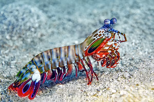 Một cú đấm của tôm bọ ngựa có tốc độ và cường độ tương đương viên đạn 0,22mm, với độ cứng của móng vuốt cũng rất đáng nể, dành riêng cho những lúc chiến đấu. Tốc độ đó cao đến nỗi làm nước xung quanh móng bị nóng sôi lên, đồng thời dễ dàng xuyên qua lớp vỏ cứng của các loài thủy sinh vật khác.