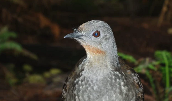Nhờ có thanh quản có cấu trúc đặc biệt, cầm điểu có thể mô phỏng lại hầu hết những âm thanh nó nghe được, kể cả là nhân tạo như tiếng cưa, súng laser bắn hay màn trập máy ảnh... Nó được sử dụng như một công cụ vừa để đe dọa và cũng đánh lạc hướng kẻ thù.