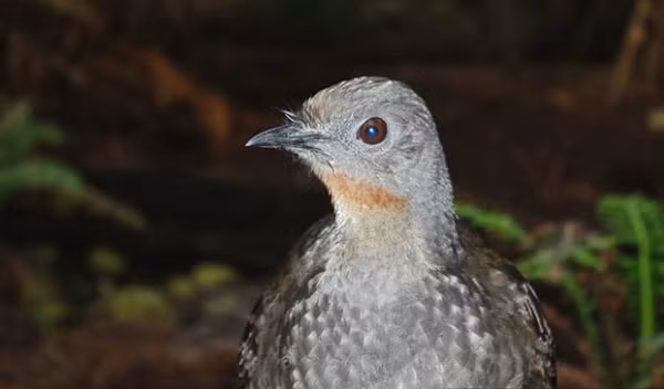 Nhờ có thanh quản có cấu trúc đặc biệt, cầm điểu có thể mô phỏng lại hầu hết những âm thanh nó nghe được, kể cả là nhân tạo như tiếng cưa, súng laser bắn hay màn trập máy ảnh... Nó được sử dụng như một công cụ vừa để đe dọa và cũng đánh lạc hướng kẻ thù.