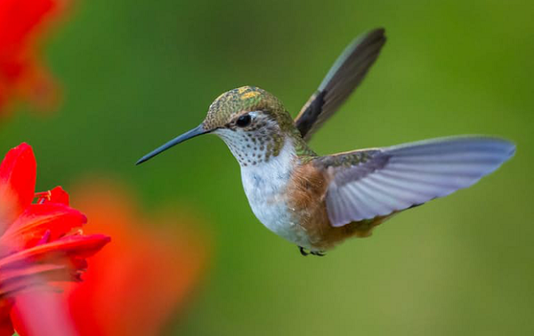 Chim ruồi có thể đập cánh nhanh đến mức 80 lần/giây, bay theo mọi hướng nó thích, kể cả ngược xuống dưới hay bay lùi. Nhịp tim của chim ruồi ở mức khoảng 1260 nhịp/giây và tốc độ hút mật cũng rất đáng nể: 13 lần hút/giây.