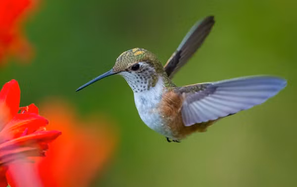 Chim ruồi có thể đập cánh nhanh đến mức 80 lần/giây, bay theo mọi hướng nó thích, kể cả ngược xuống dưới hay bay lùi. Nhịp tim của chim ruồi ở mức khoảng 1260 nhịp/giây và tốc độ hút mật cũng rất đáng nể: 13 lần hút/giây.