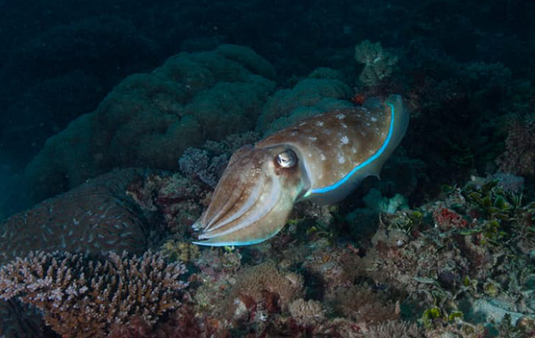 Mực nang có thể tạo ra một luồng sáng đặc biệt mà khiến cho những loài cá/giáp xác nhỏ khác bị hấp dẫn hoàn toàn, để rồi trở thành con mồi ngon cho chúng. Một khi đã bị nhắm mục tiêu, mực nang liên tục phát ra luồng sáng đó, khiến con mồi như bị thôi miên tiến đến gần và chỉ chờ bị cuốn chặt bởi các xúc tu.