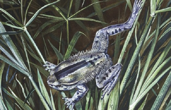 Ếch lông Trichobatrachus robustus sở hữu siêu năng lực có thể phá vỡ xương của chúng để tạo thành móng vuốt. Điều đặc biệt là các móng vuốt này chỉ nhô ra khỏi đệm ngón chân khi chúng bị đe dọa.