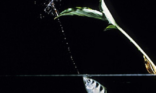 Cá cung thủ sở hữu khả năng săn mồi thiện xạ với độ chính xác cao. Chúng bắn những tia nước vào con mồi phía trên mặt nước (ví dụ một con côn trùng nhỏ), khiến con mồi rơi xuống nước và con cá chỉ việc đớp lấy.