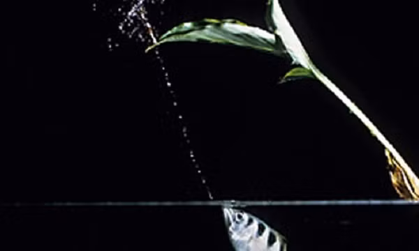 Cá cung thủ sở hữu khả năng săn mồi thiện xạ với độ chính xác cao. Chúng bắn những tia nước vào con mồi phía trên mặt nước (ví dụ một con côn trùng nhỏ), khiến con mồi rơi xuống nước và con cá chỉ việc đớp lấy.