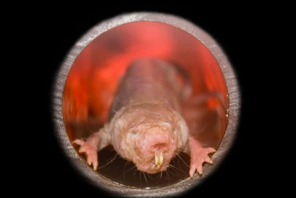 Chuột chũi trần hoàn toàn miễn dịch với ung thư, vì họ chưa bao giờ thấy một dấu hiệu nào của căn bệnh này trong tất cả những hang ổ và đàn chuột nào tính đến nay.