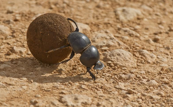 Nếu tính theo tỷ lệ, bọ hung cánh cứng hoàn toàn nâng được vật lớn gấp 1.141 lần so với cơ thể mình. Nếu xét trên cơ thể con người, chúng ta sẽ nâng được khối lượng tương đương 80 tấn.