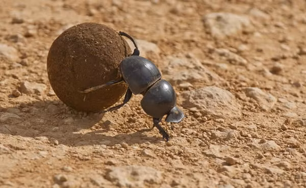 Nếu tính theo tỷ lệ, bọ hung cánh cứng hoàn toàn nâng được vật lớn gấp 1.141 lần so với cơ thể mình. Nếu xét trên cơ thể con người, chúng ta sẽ nâng được khối lượng tương đương 80 tấn.