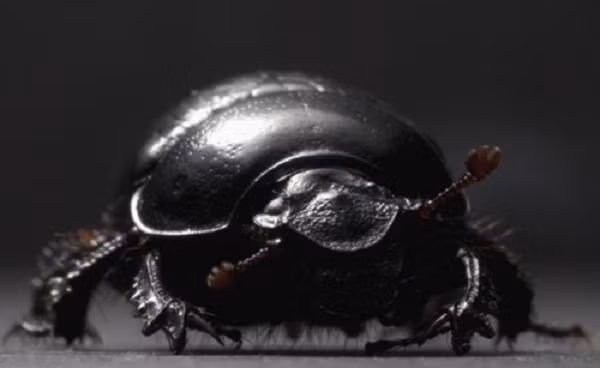 Bọ cánh cứng có sừng Onthophagus Taurus là một trong những con vật khỏe nhất thế giới với khả năng kéo vật nặng gấp 1.140 lần trọng lượng cơ thể của chính mình.