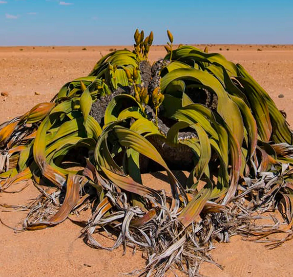 Trên 2 mặt lá của bách lan có lỗ gọi là lỗ thở. Lỗ này giúp cho quá trình trao đổi không khí và thoát hơi nước được dễ dàng hơn. Vào ban ngày, lỗ thở này sẽ đóng để ngăn hơi nước thoát đi.
