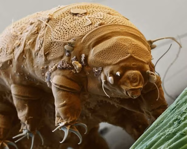 Tardigrade được phát hiện lần đầu tiên vào năm 1773 là một nhóm đa dạng các động vật không xương sống cực nhỏ, nổi tiếng với khả năng tồn tại trong những môi trường cực đoan nhất với tuổi thọ lên tới 60 năm.