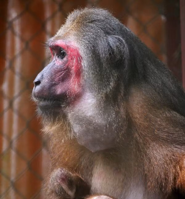 Khỉ mặt đỏ thuộc họ khỉ Cercopithecidae. Chúng sống ở các khu rừng thấp ở khu vực Nam Á và Đông Nam Á, tại Việt Nam được tìm thấy chủ yếu ở các tỉnh miền Trung.