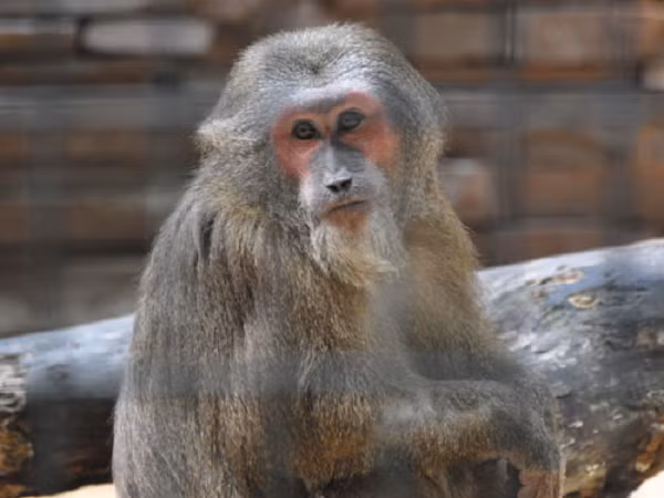 Ngoài khuôn mặt và bụng dưới có màu đỏ, loài khỉ này có đặc điểm nổi bật là chai mông to, không có lông. Các bàn chân và đuôi thì có màu giống thân.