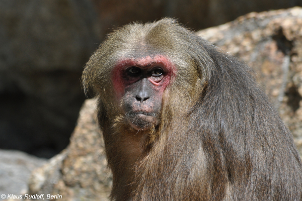 Trước năm 1975, loài này còn rất phổ biến ở các khu rừng từ các tỉnh phía Bắc tới các tỉnh phía Nam trên tổng diện tích ước tính khoảng 30.000km2. Từ năm 1975 trở lại đây thay đổi rõ rệt, số lượng quần thể giảm mạnh.