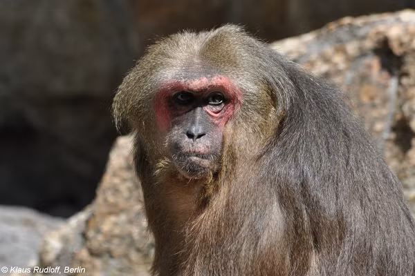 Trước năm 1975, loài này còn rất phổ biến ở các khu rừng từ các tỉnh phía Bắc tới các tỉnh phía Nam trên tổng diện tích ước tính khoảng 30.000km2. Từ năm 1975 trở lại đây thay đổi rõ rệt, số lượng quần thể giảm mạnh.