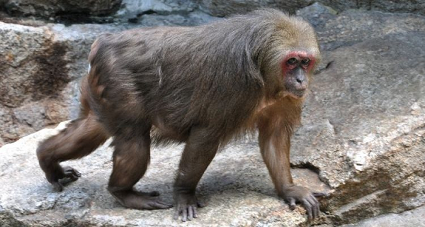 Khỉ mặt đỏ Macaca arctoides được đưa vào Sách đỏ Việt Nam, thuộc nhóm IIB, được quy định trong Danh mục động vật rừng nguy cấp, quý hiếm.