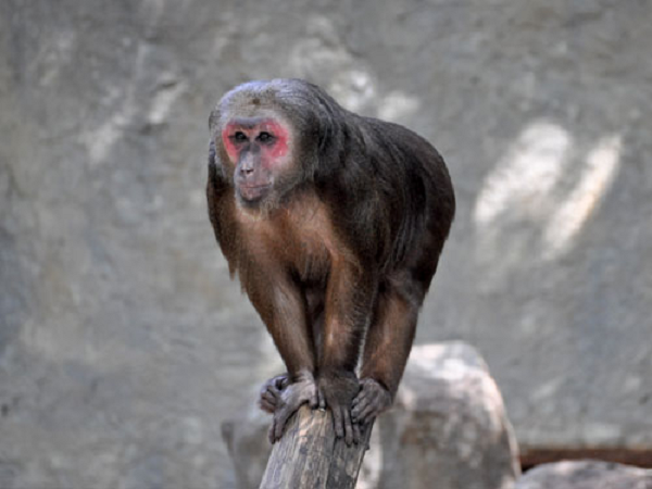 Chúng hoạt động vào ban ngày, thường xuyên leo trèo và lang thang trong rừng, dọc theo các bờ sông, con suối.