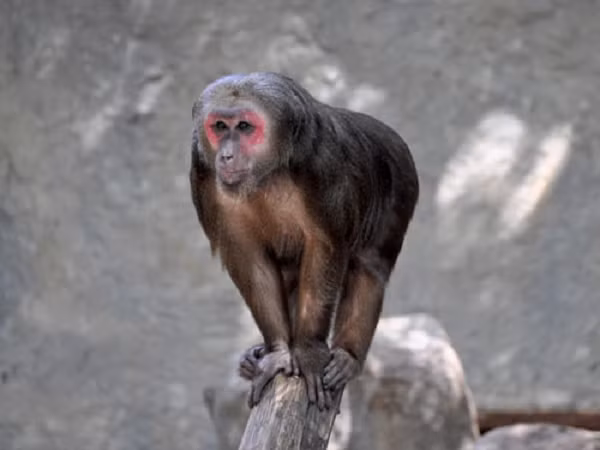 Chúng hoạt động vào ban ngày, thường xuyên leo trèo và lang thang trong rừng, dọc theo các bờ sông, con suối.