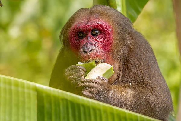 Thức ăn của khỉ mặt đỏ chủ yếu là quả, hạt, lá non, nõn và các loại côn trùng, chim và trứng.