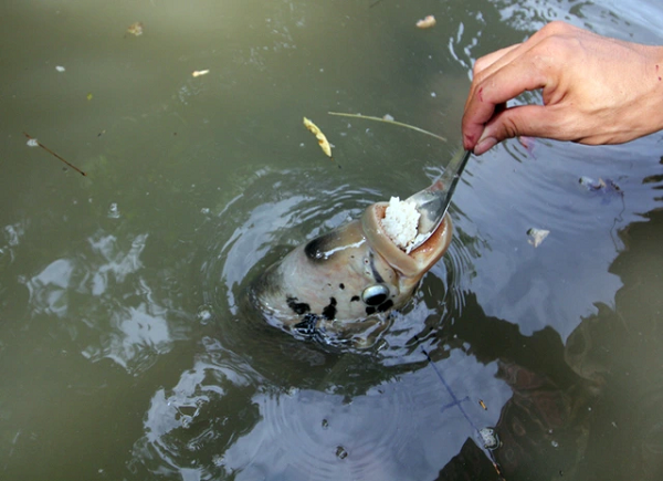 Gần 100 con cá tai tượng, cá trê, cá tra ở Cần Thơ thường ăn cơm trắng bằng muỗng. Rất hiếu kỳ nên thường xuyên đến xem và thử tập cho cá ăn bằng muỗng. Đàn cá rất dạn người nên người xem có thể dễ dàng chạm vào nó.