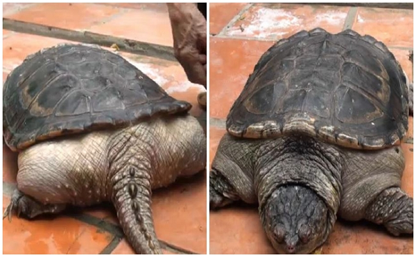 Rùa lạ mọc đuôi như cá sấu ở Cần Thơ. Ở hai bên chân rùa đùn ra nhiều khối thịt và chảy lấn ra ngoài mui rùa.