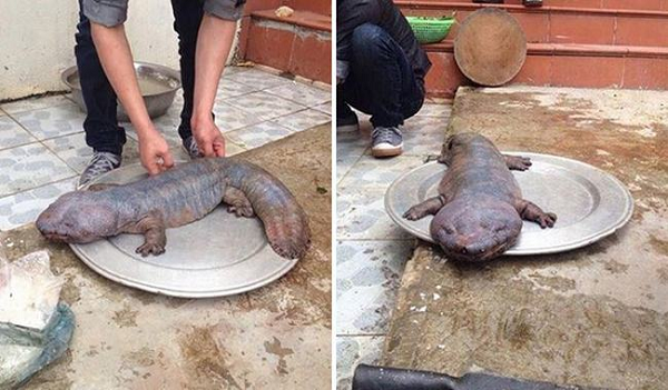 Với hình dáng kỳ lạ nửa giống thạch sùng, nửa giống cá, sinh vật lạ được phát hiện ở Vĩnh Phúc này đã được gán cho biệt danh "thạch sùng khổng lồ".