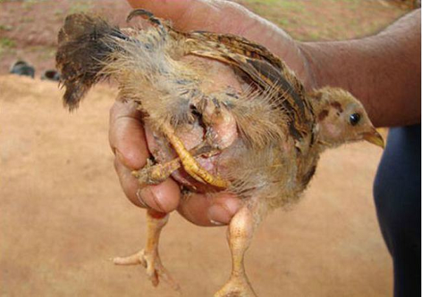 Anh Nguyễn Quốc Việt ở tại tổ dân phố 1, phường Nghĩa Phú, thị xã Gia Nghĩa sở hữu một chú gà có 4 chân, 3 cánh và có đến 2 phao câu.