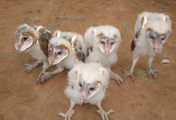 Một giống chim lạ trước nay chưa từng xuất hiện được tìm thấy ở xã Long Khánh, huyện Duyên Hải, tỉnh Trà Vinh. Loài chim này có gương mặt giống khỉ, râu dài và phát ra tiếng kêu “khè khè” khi có người đến gần.