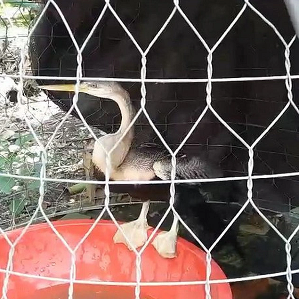 Một con chim lạ được cho là loài chim cổ rắn có màng bơi lội như vịt đã được phát hiện ở huyện Mang Thít, tỉnh Vĩnh Long. Hiện nay, chim cổ rắn còn tồn tại tổng cộng 4 loài trong một chi duy nhất, một trong số đó hiện đang ở tình trạng gần bị đe dọa tuyệt chủng.