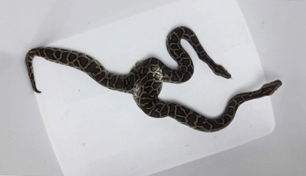 Một con trăn hai đầu được tìm thấy tại một cửa hàng buôn bán động vật bò sát ở Khâm Thiên (Hà Nội). Chú trăn này được xác định là giống đực, 1 năm tuổi, thuộc giống trăn Miến Điện (Việt Nam gọi là trăn đất).