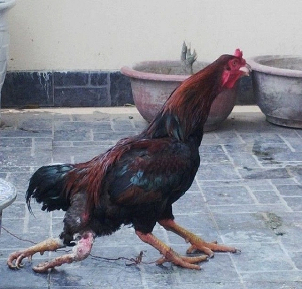 Chú gà chọi có đến 4 chân hiện đang được anh Trần Bảo Trung (Lạc Long Quân - Tây Hồ - Hà Nội) chăm sóc và nuôi dưỡng. Nó có trọng lượng 3.5kg, lông rất mượt và đẹp.