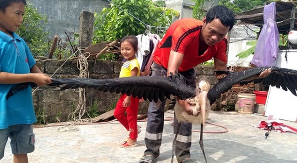 Một "quái" chim khổng lồ được người dân Hà Tĩnh phát hiện đang vùng vẫy giữa ruộng lúa. Qua kiểm tra, con chim này có màu lông đen trắng, nặng 3,2 kg, cao khoảng 80 cm và sải cánh rộng khoảng 2m.