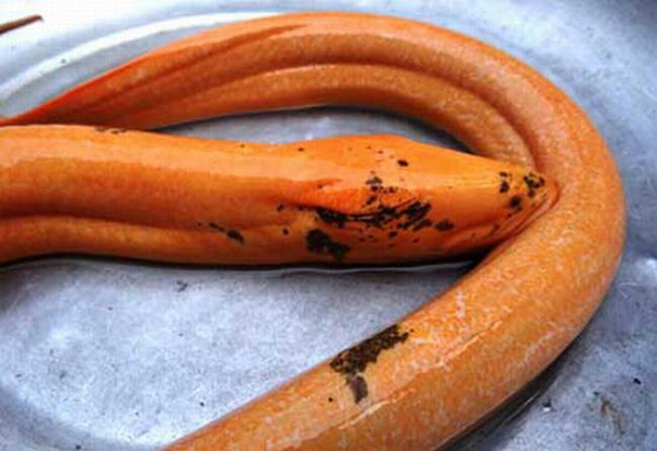 Ông Trần Văn Kim, 49 tuổi, (Long An) phát hiện một con lươn to, màu vàng sáng tươi. Ông đem con lươn về nhà cân, đo và được biết trọng lượng của nó 1,6kg, thân dài 1,1m. Có người dân còn ví đây là “con lươn hóa rồng”.