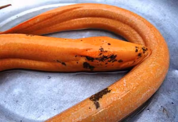 Ông Trần Văn Kim, 49 tuổi, (Long An) phát hiện một con lươn to, màu vàng sáng tươi. Ông đem con lươn về nhà cân, đo và được biết trọng lượng của nó 1,6kg, thân dài 1,1m. Có người dân còn ví đây là “con lươn hóa rồng”.