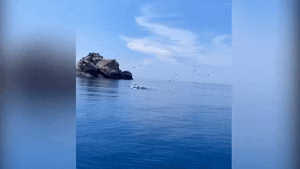 "Theo các hướng dẫn viên du lịch tại khu vực biển Đề Gi, hai con cá voi xanh này xuất hiện ở đây đã 2 ngày trước. Từ trước tới nay, cá voi xanh cũng có đôi lần xuất hiện ở khu vực biển Hòn Trâu vào mùa này nhưng ít", Ông Tiến cho biết.