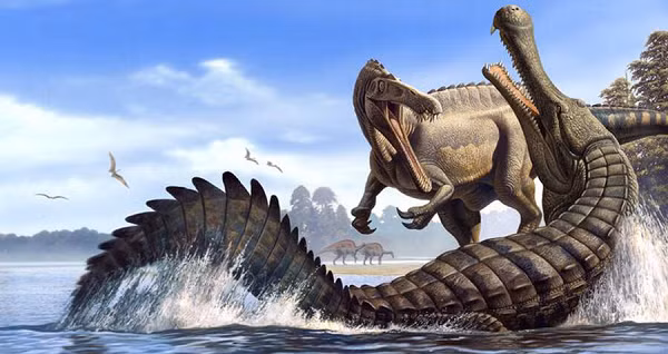 Không chỉ khủng long, hầu hết những thứ trong môi trường sống của con Deinosuchus schwimmeri khổng lồ này đều đi vào thực đơn của nó. Các nhà cổ sinh vật học còn tìm thấy dấu răng tương tự trên một số mai rùa khổng lồ cổ đại, một dấu vết rất khó lẫn lộn bởi khó có sinh vật nào có hàm răng kinh khủng như nó.