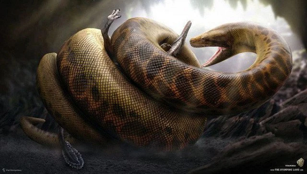 Trăn Anaconda trưởng thành có thể dài trung bình 5,21m và nặng 100 kg nhưng chúng vẫn chưa là gì nếu so sánh với loài quái thú khổng lồ Titanoboa bởi khi trưởng thành chúng dài hơn 15m và nặng hơn 1 tấn.
