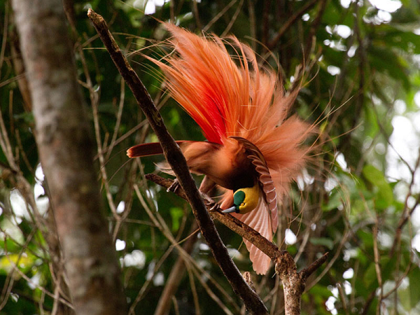Chim thiên đường là loài chim bản địa của New Guinea và các đảo xung quanh. Chim thiên đường có nhiều loài khác nhau, mỗi loài một vẻ, tạo nên sự đa dạng.