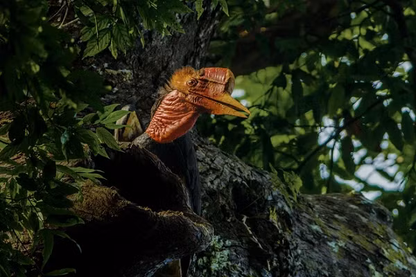 Chim Tê điểu là một loài chim trong họ Hồng hoàng (Bucerotidae), chúng có kích thước khá lớn với chiều dài cơ thể từ 80-90 cm, bộ lông chủ yếu màu đen, chân trắng và đặc biệt là chiếc sừng giống tê giác màu cam.